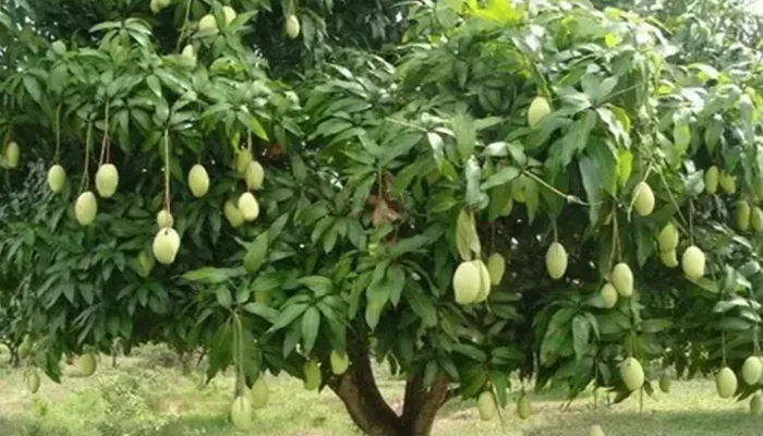 बस्ती मंडल में तेज हवाओं से आम की फसल का हुआ नुकसान, किसान परेशान