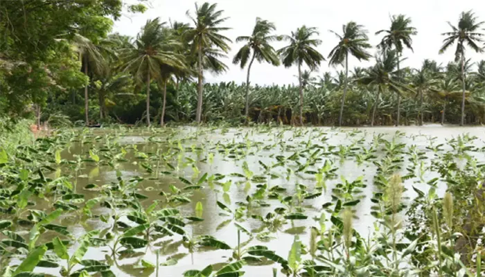 यूपी मौसम: आंधी पानी ने तपिश से दिलाई राहत, फसलों को लेकर किसानों की बढ़ी आफत