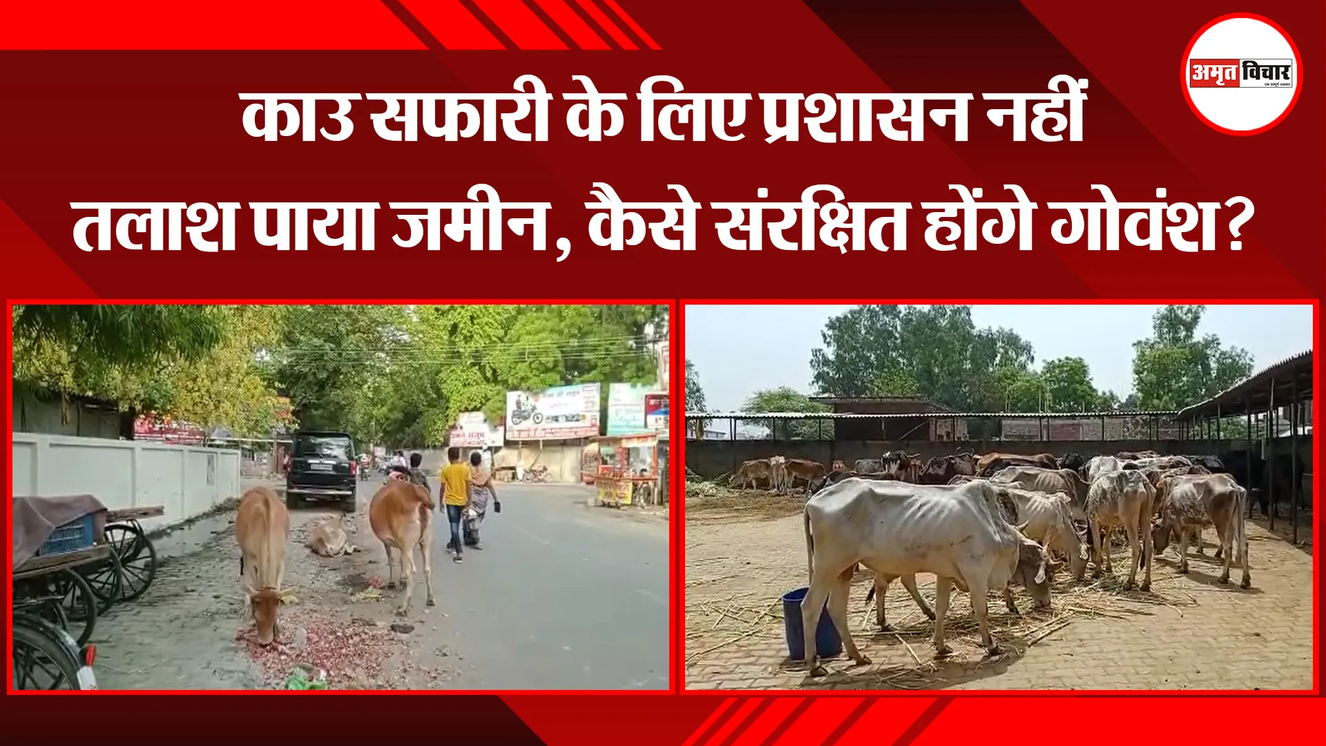 उन्नाव: काउ सफारी के लिए प्रशासन नहीं तलाश पाया जमीन, कैसे संरक्षित होंगे गोवंश?