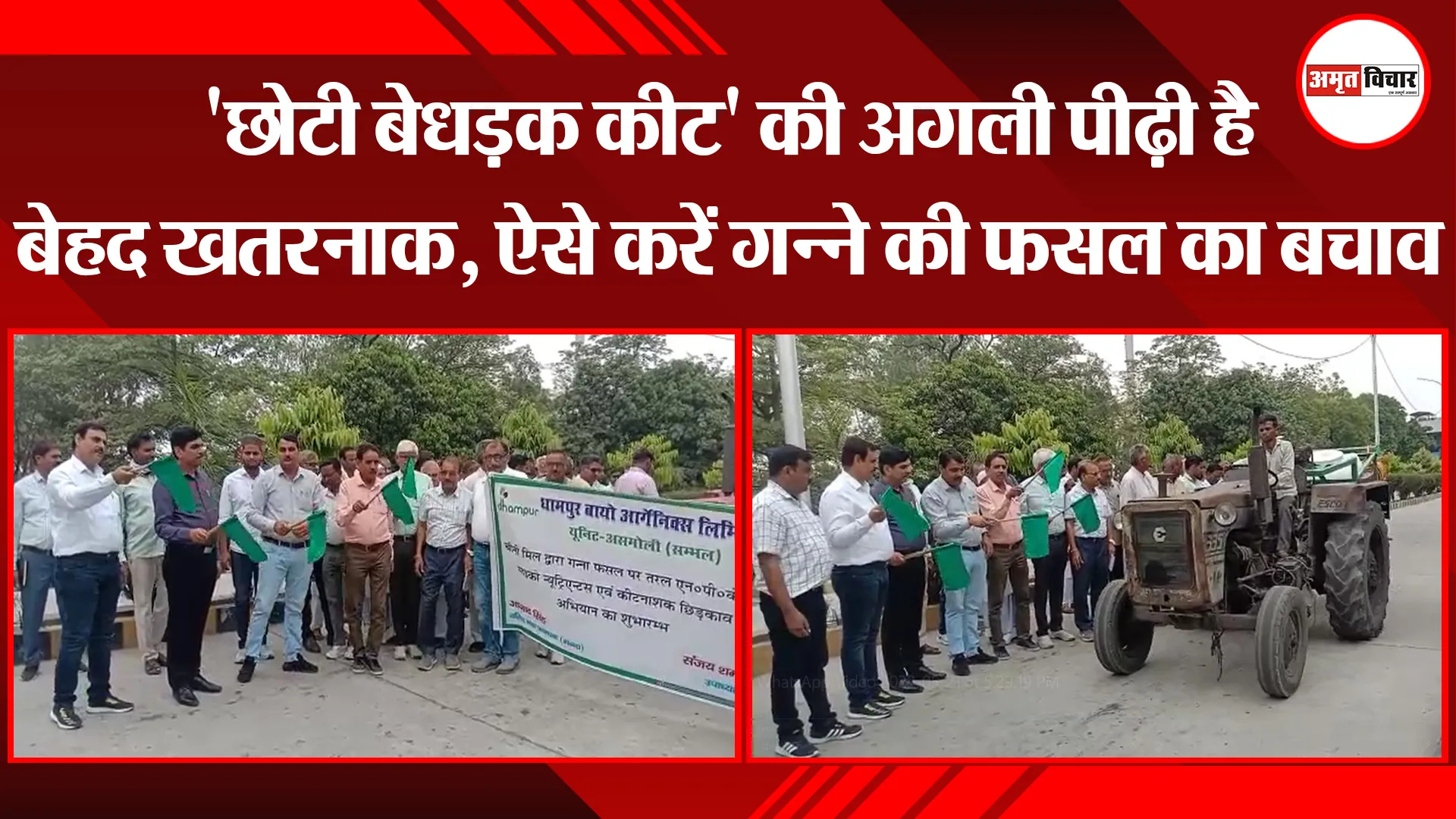 संभल: ‘छोटी बेधड़क कीट’ की अगली पीढ़ी है बेहद खतरनाक, ऐसे करें गन्ने की फसल का बचाव