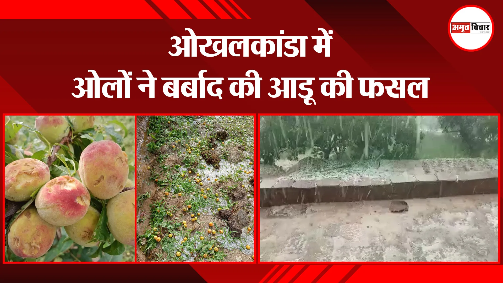 हल्द्वानी: ओखलकांडा में ओलों ने बर्बाद की आड़ू की फसल