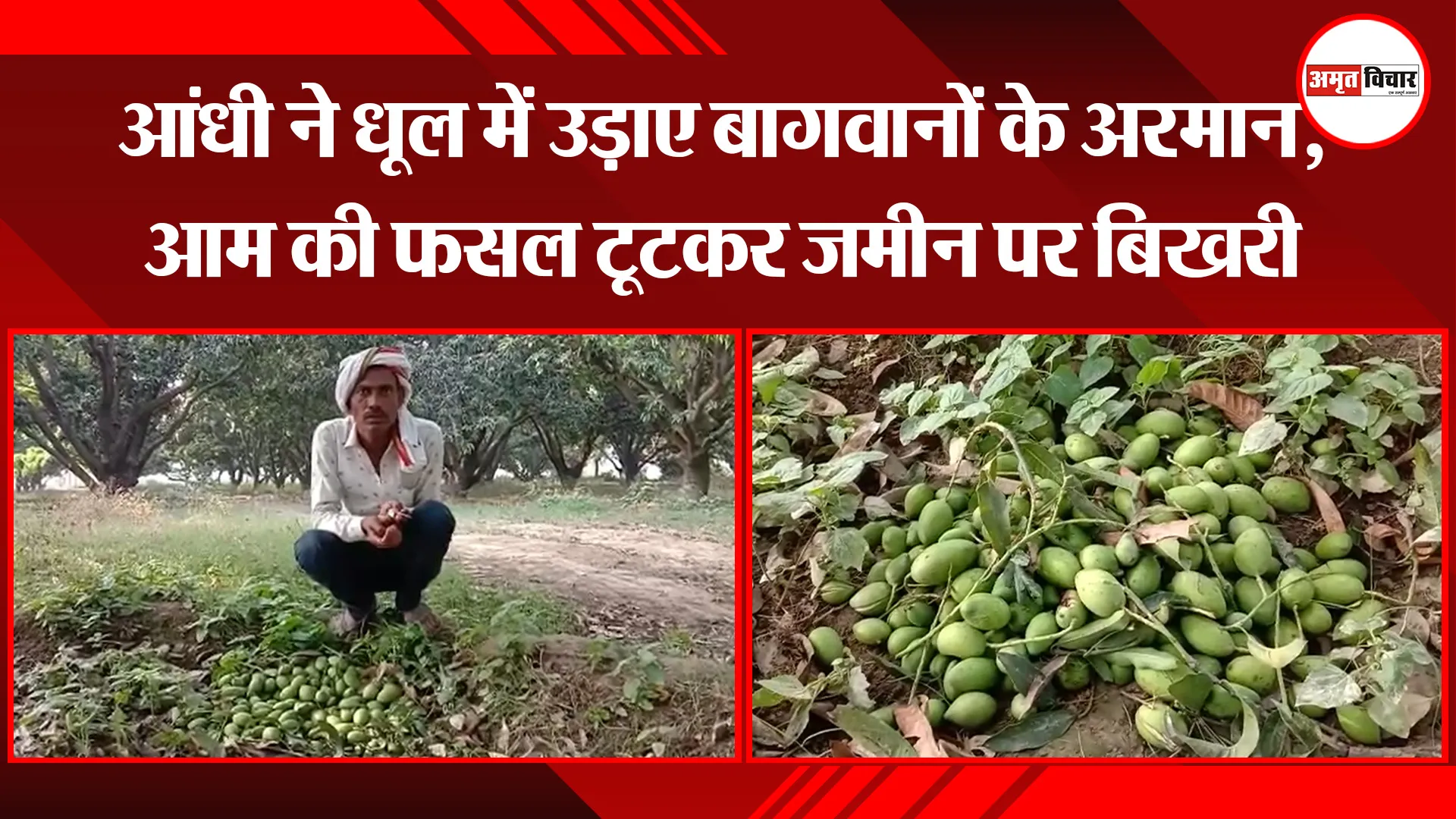 मुरादाबाद: आंधी ने धूल में उड़ाए बागवानों के अरमान, आम की फसल टूटकर जमीन पर बिखरी