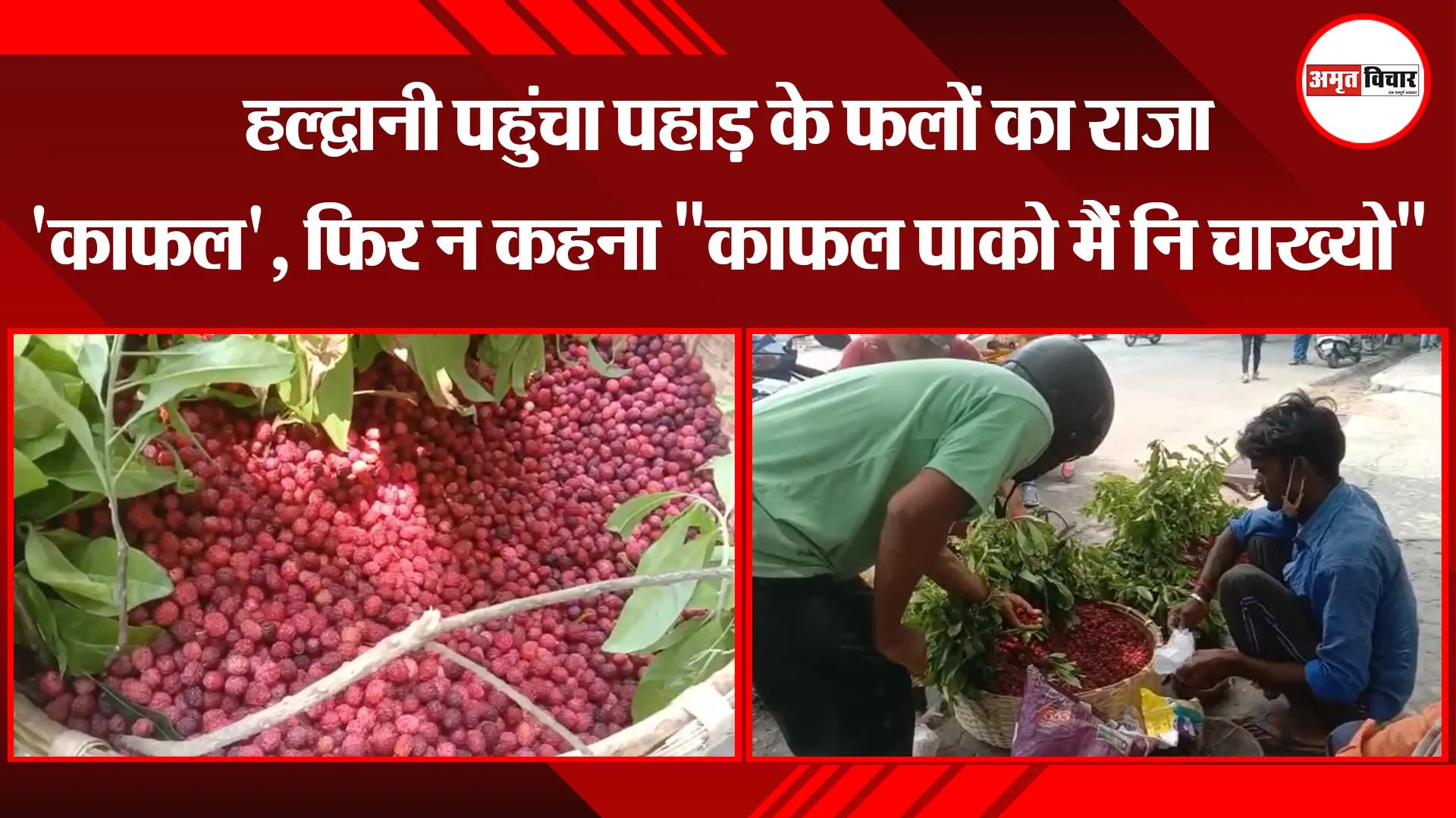 हल्द्वानी पहुंचा पहाड़ के फलों का राजा ‘काफल’, फिर न कहना “काफल पाको मैं नि चाख्यो”