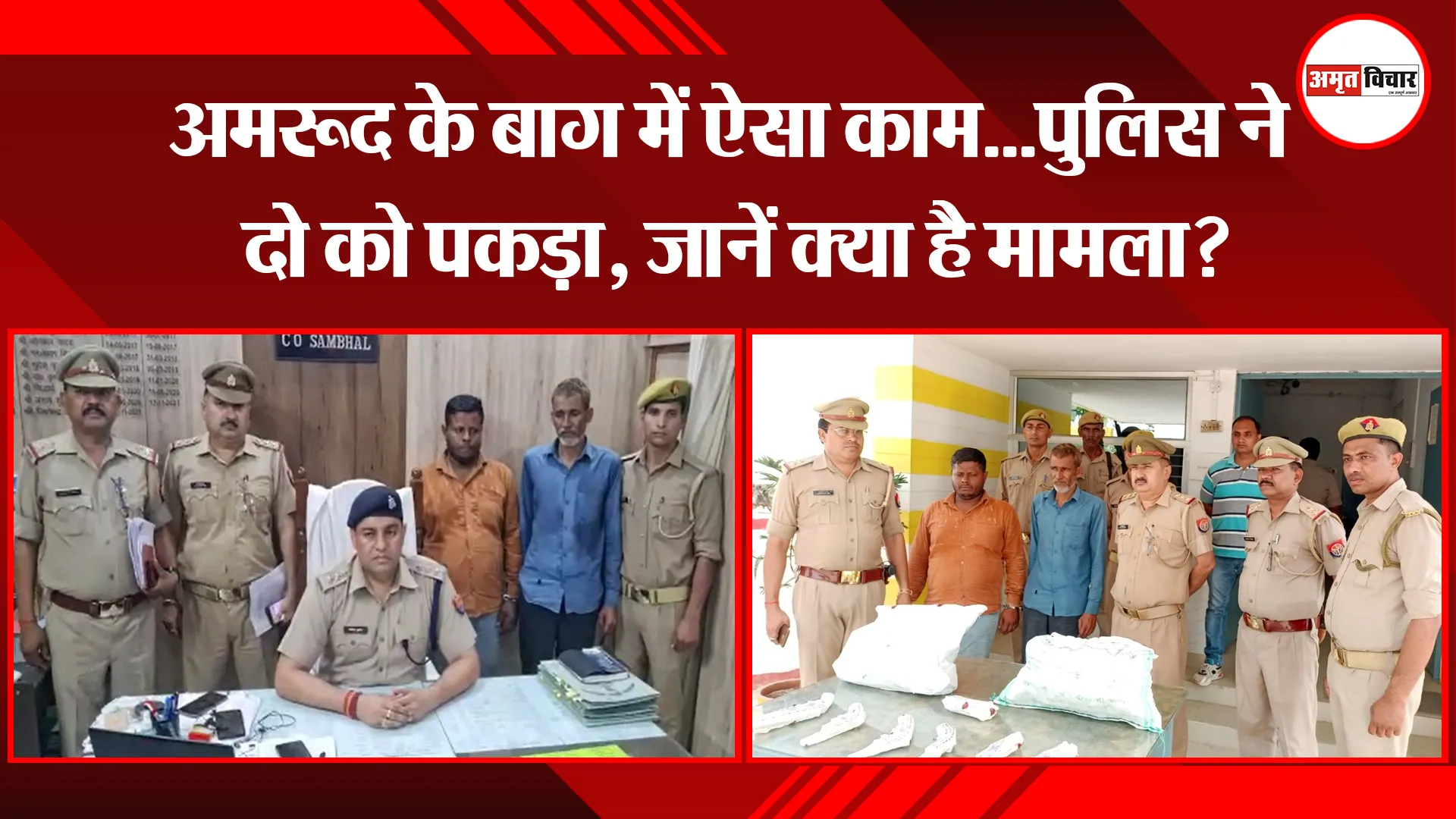 संभल: अमरूद के बाग में ऐसा काम…पुलिस ने दो को पकड़ा, जानें क्या है मामला?