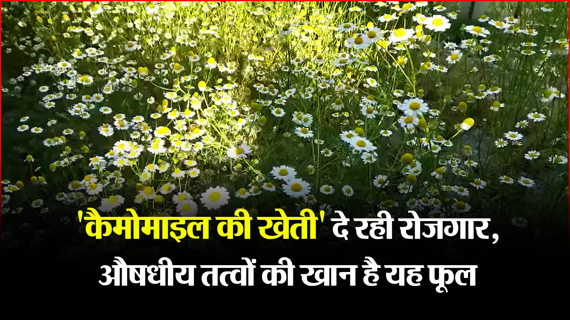 हल्द्वानी: ‘कैमोमाइल की खेती’ दे रही रोजगार, औषधीय तत्वों की खान है यह फूल