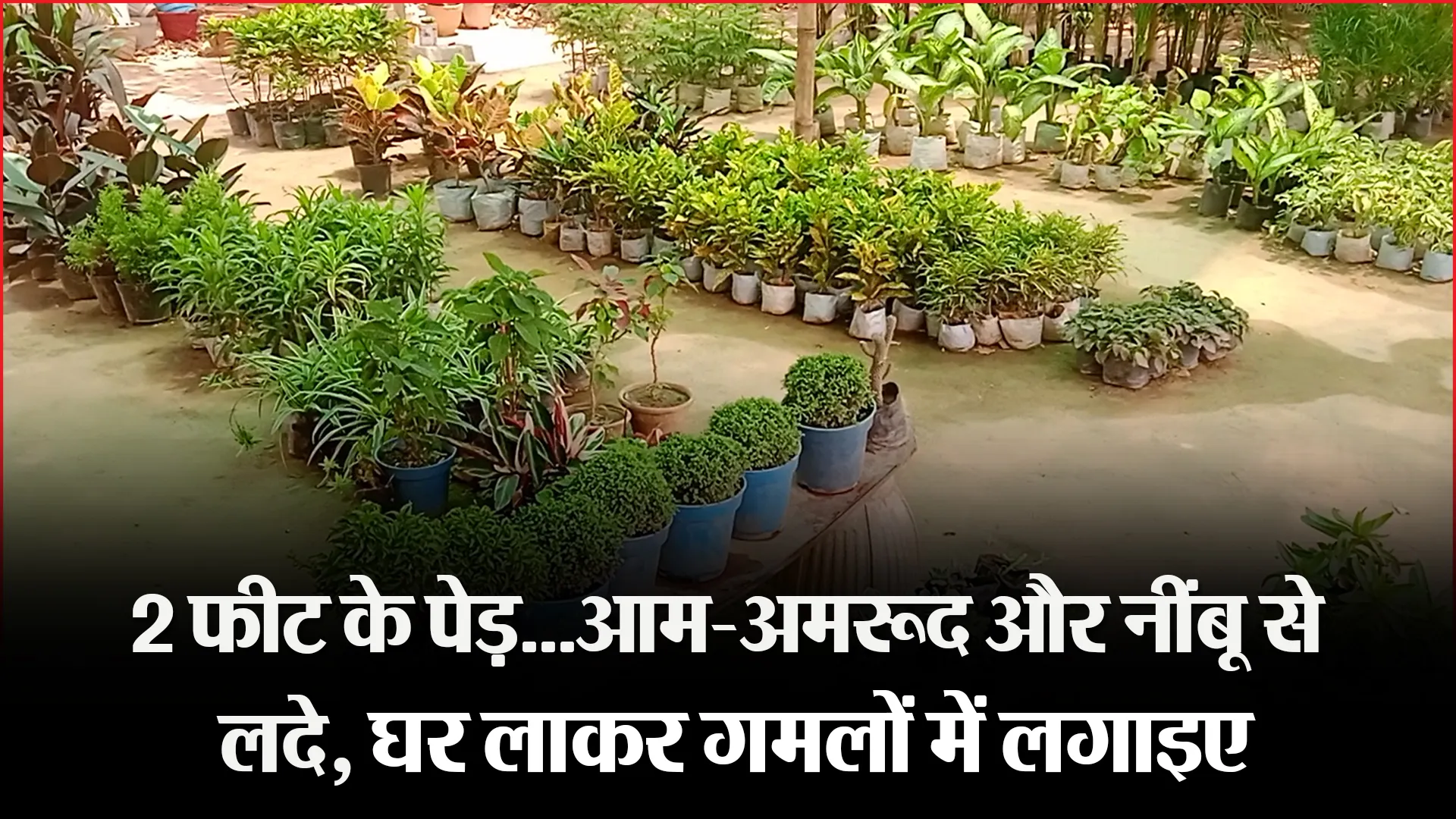 बरेली: 2 फीट के पेड़…आम-अमरूद और नींबू से लदे, घर लाकर गमलों में लगाइए