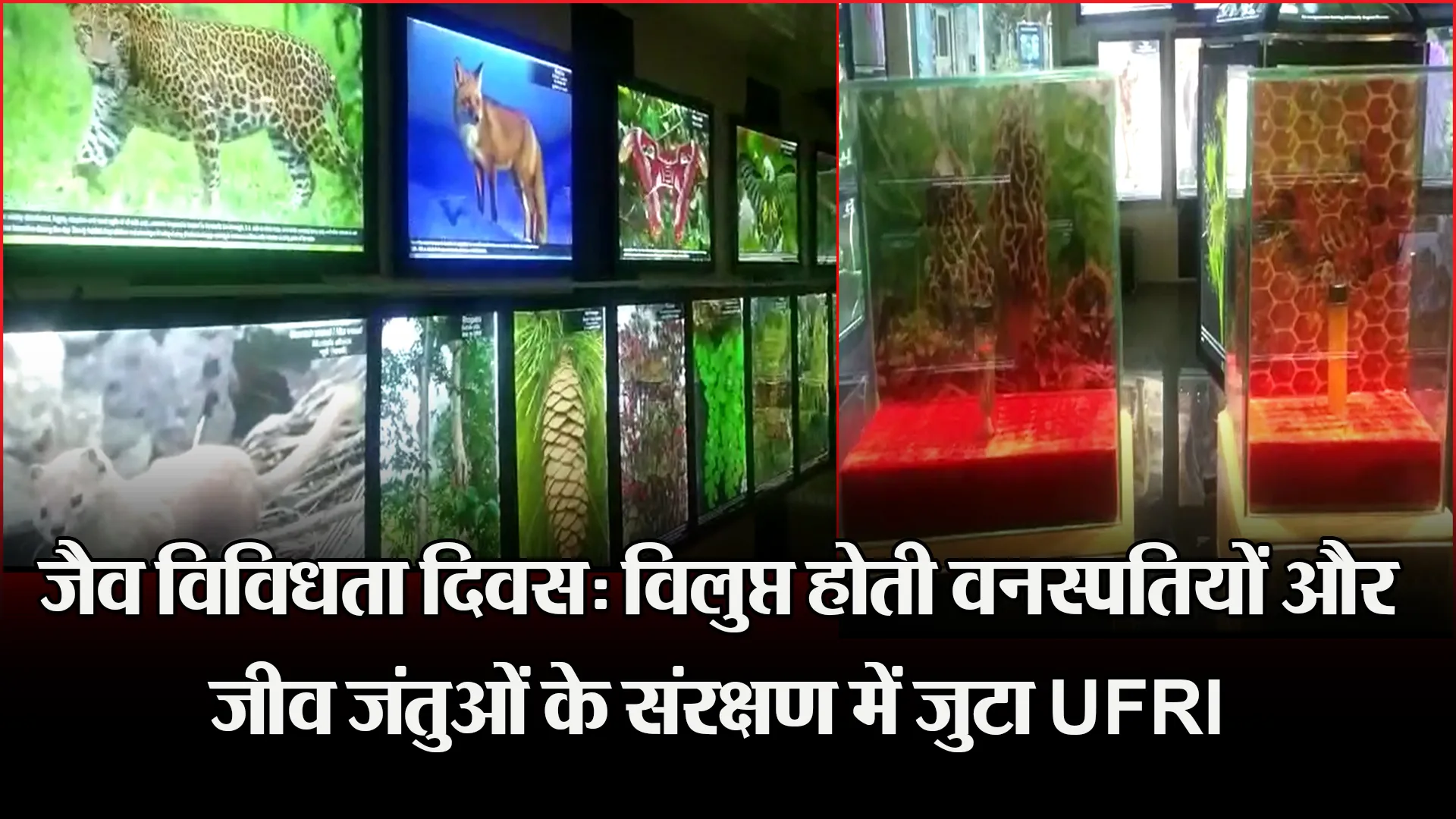 हल्द्वानी: जैव विविधता दिवस: विलुप्त होती वनस्पतियों और जीव जंतुओं के संरक्षण में जुटा UFRI