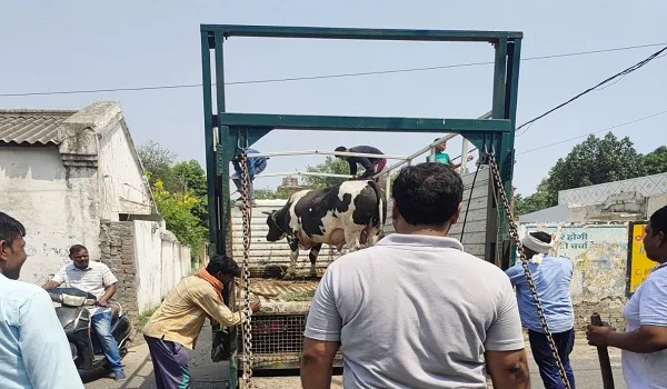 अमृत विचार की खबर का असर: आखिरकार नगर निगम टीम ने पकड़ा छुट्टा सांड