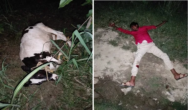 रामपुर: पुलिस ने मुठभेड़ में पकड़ा एक पशु तस्कर पैर में लगी गोली