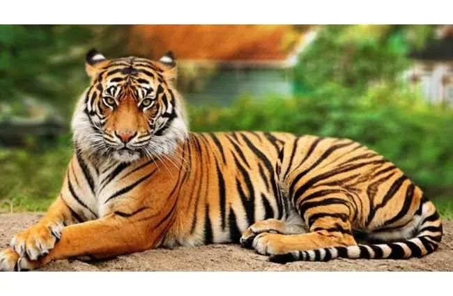 पीलीभीत: दो बाघों की फुटेज कैमरे में कैद, शावकों का अता-पता नहीं