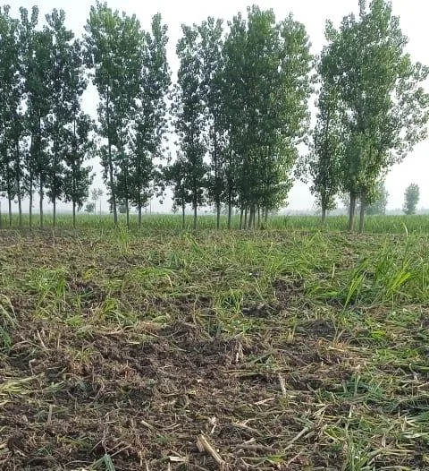 अमरोहा: दबंगों ने किसान की 26 बीघा ईख की फसल को किया नष्ट, पीड़ित ने दी तहरीर
