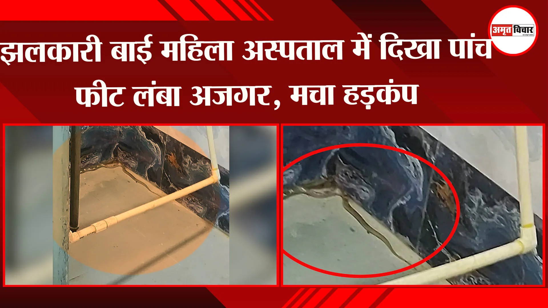 लखनऊ: झलकारी बाई महिला अस्पताल में दिखा पांच फीट लंबा अजगर, मचा हड़कंप