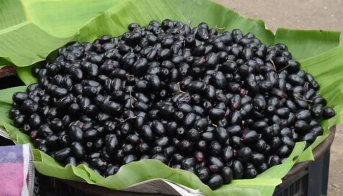 जामुन में मौजूद होते हैं पोषक तत्व, खाने से मिलेंगे यह जबरदस्त फायदे
