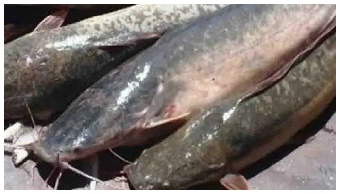 अयोध्या: सीडीओ ने दिए निर्देश, ‘थाई मांगुर’ मछली का पालन किया तो होगी कार्रवाई