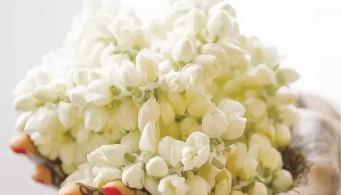 मोगरे का फूल स्किन और बालों के साथ इन समस्याओं के लिए है बेहद फायदेमंद