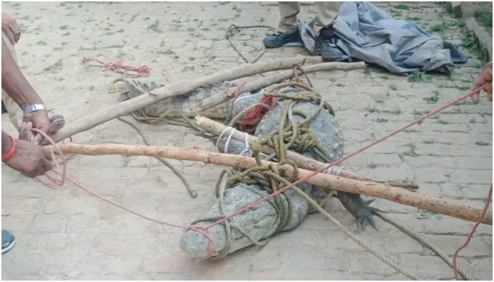 बहराइच: वन विभाग के कर्मचारियों ने आदमखोर मगरमच्छ को पकड़ा, घाघरा नदी में छोड़ा