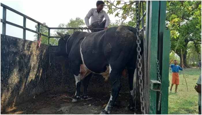 अयोध्या: वृद्ध किसान पर सांड ने किया हमला, मौत