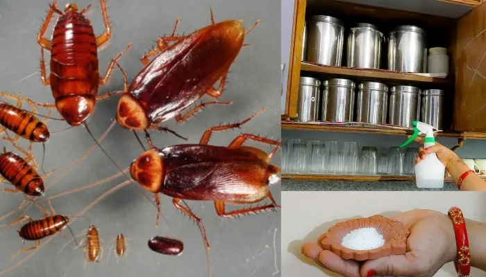 कॉकरोच ने किचन में कर लिया है कब्जा, तो भगाने में काम आएंगे यह घरेलू नुस्खे