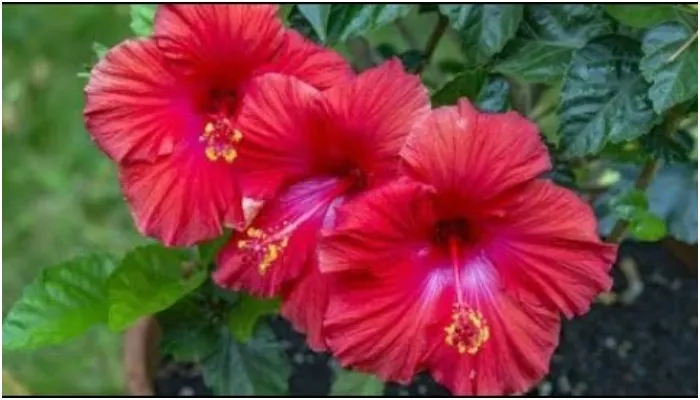 गुड़हल के फूल का करें सेवन, शरीर की इन समस्याओं से पायेगें छुटकारा