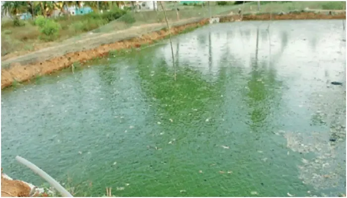 अयोध्या: पोखर-तालाबों पर रहेगी सरकार की सीधी नजर, पोर्टल पर लोड होगा ब्यौरा