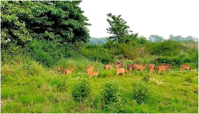 बहराइच: कतर्नियाघाट जंगल भ्रमण पर पहुंचा दल, बाघ और हिरण समेत दिखा मनोरम दृश्य