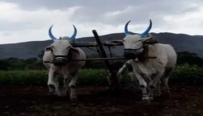 लखनऊ : बैंकों के कर्ज तले दबे मलिहाबाद तहसील के किसान