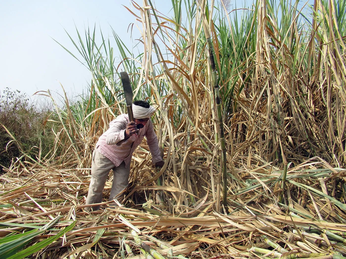 जसपुर: बिजली के कनेक्शन न मिलने से सूखने लगी गन्ने की फसल