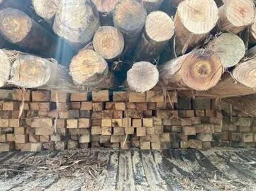 हल्द्वानी: वन विभाग ने सेमल की चिरी हुई लकड़ी से भरा ट्रक पकड़ा