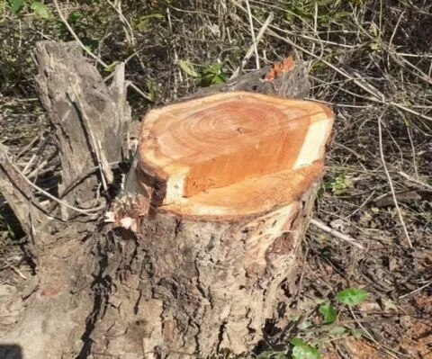 हल्द्वानी: दक्षिणी जौलासाल में पेड़ों के अवैध कटान की जांच के लिए तीन टीमें तैयार