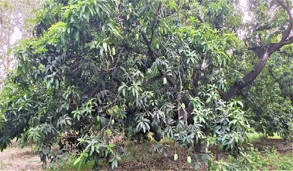 रामपुर: मलिहाबादी छोड़ो जनाब! रामपुरी आम की भी धाक