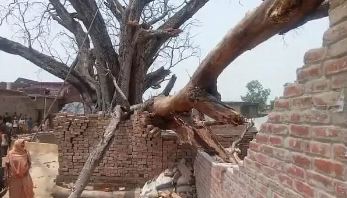 बहराइच: मकान पर गिरा विशालकाय पेड़, बाल बाल बचे परिवार के लोग
