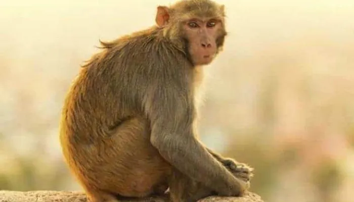 लखनऊ: तपती धूप में सिपाही ने बंदरों को आम खिलाकर पेश की मानवता की मिसाल