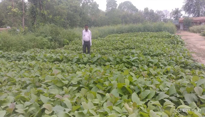 बाराबंकी: शुरू हुई पौधा वितरण और रोपण की तैयारियां