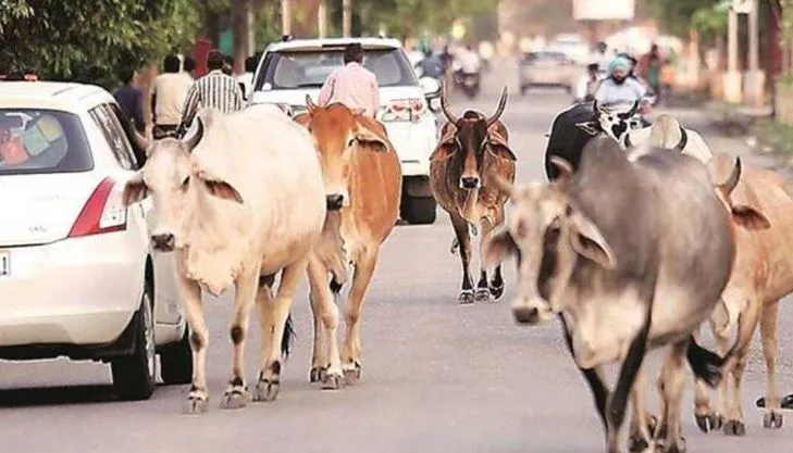 बरेली: पशुगणना में मात्र 3145 गोवंश ही निराश्रित मिले