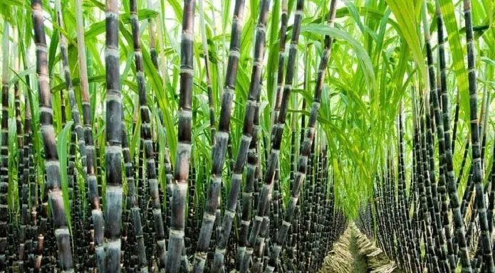 बरेली: कीटनाशक, यूरिया के छिड़काव से होगी गन्ने की अच्छी पैदावार