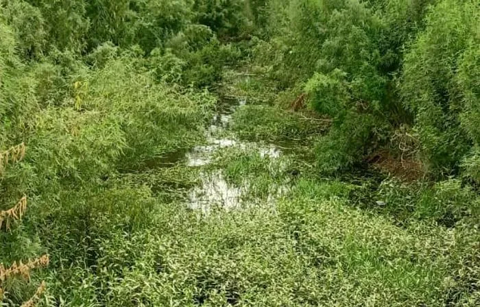 बरेली: धान रोपने को किसान तैयार, पानी की दरकार