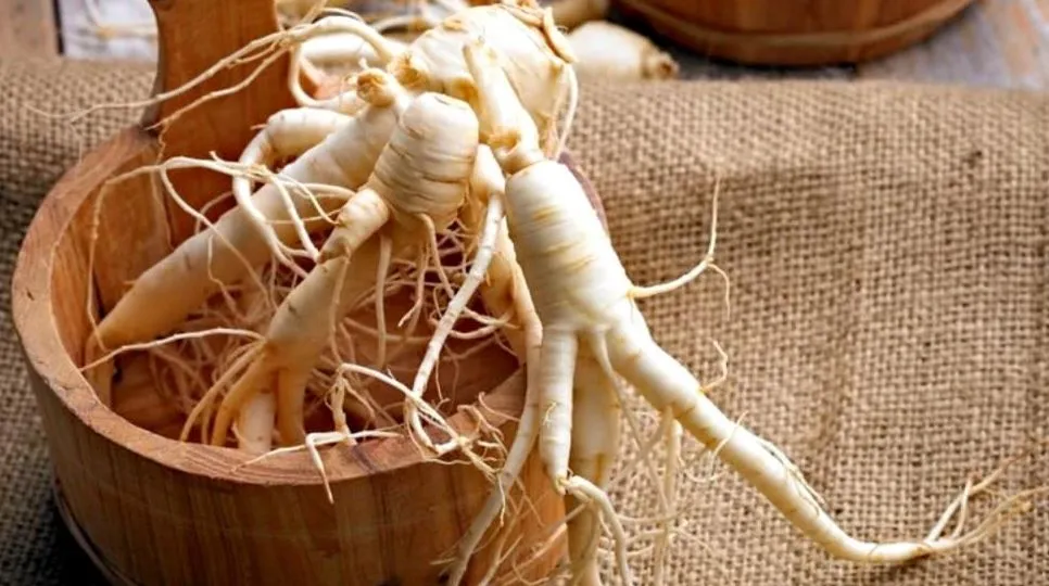 जिनसेंग सिर्फ एक पौधा नहीं शरीर के लिए है एक अचूक वरदान
