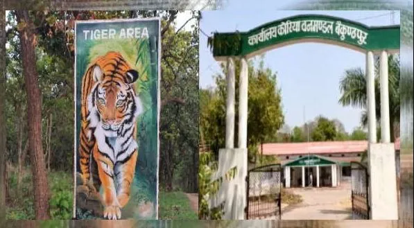 छत्तीसगढ़ के कोरिया में बाघ का शव मिला, वन विभाग में मचा हड़कंप, दो ग्रामीणाें को हिरासत में लेकर हो रही पूछताछ