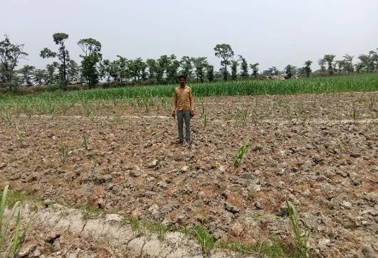लखीमपुर-खीरी: घटिया गन्ना बीज देकर मिल प्रबंधन ने किया किनारा, किसान मांग रहा मुआवजा
