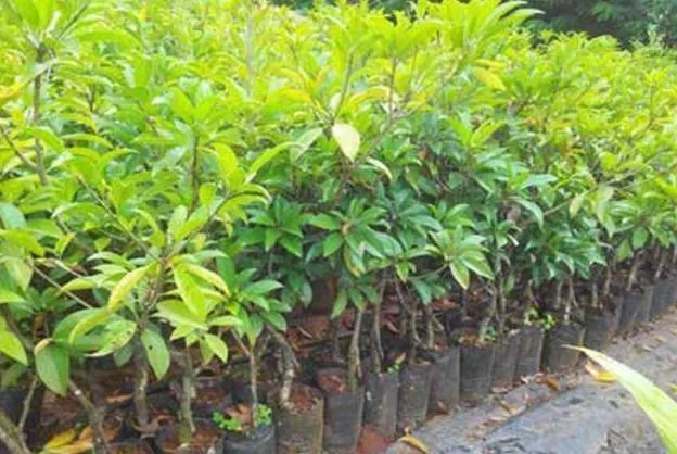 बरेली: उद्यान विभाग रोपित करेगा 2.65 लाख पौधे