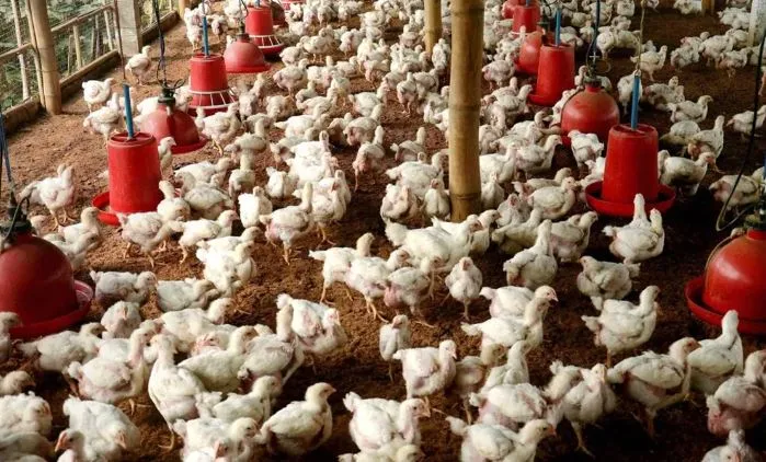 बरेली: महिलाएं मुर्गी पालन करके आत्मनिर्भर बनें