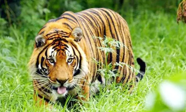 लखीमपुर-खीरी: कुटी से महंत को उठा ले गया बाघ, बनाया निवाला