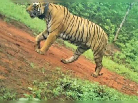 हल्द्वानी: बाघिन की तलाश में फतेहपुर के जंगल में वन विभाग का सर्च अभियान शुरू