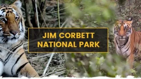 उत्तराखंड : 30 जून से बंद हो जाएगा कार्बेट नेशनल पार्क, 15 नवंबर से फिर शुरू होगी सफारी