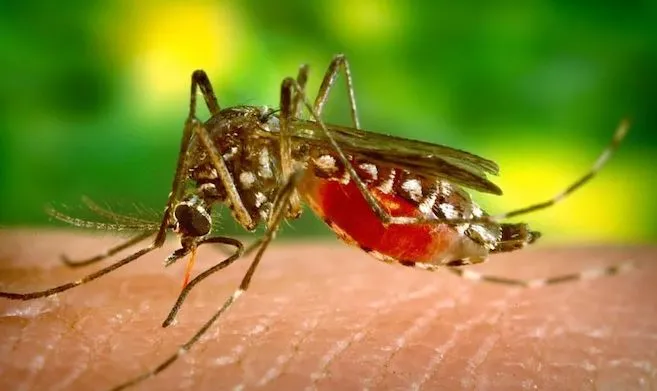 बरेली: एक जुलाई से स्वास्थ्य विभाग लड़ेगा मच्छरों से जंग, डोर टू डोर चलेगा अभियान