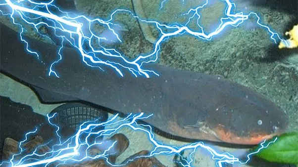 गरमपानी: कीटनाशक, विस्फोटक के बाद अब करंट से मछलियों का शिकार