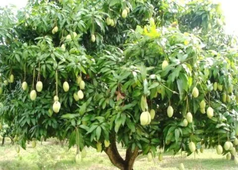 नैनीताल: अंधड़ और बारिश ने किसानों की मेहनत पर फेरा पानी, आंकलन में जुटा उद्यान विभाग