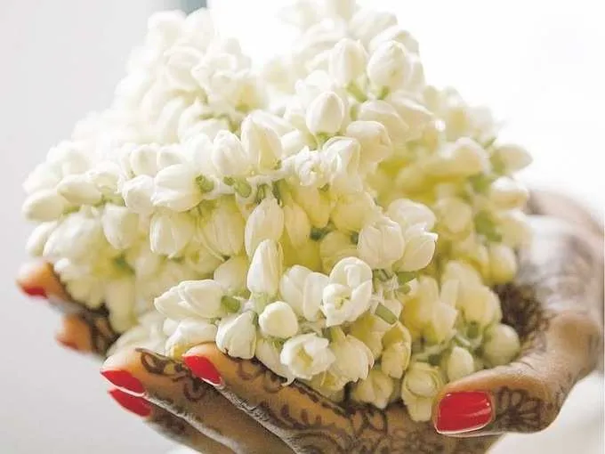 skin care routine: skin and hair care routine jasmine mogra flower benefits for hair and skin in summer - मोगरे का फूल है बेहद चमत्कारी, स्किन और बालों को ऐसे बनाता है