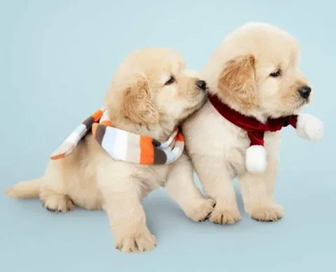 पशुओं का गर्मी के मौसम में रखें खास ध्यान, डॉक्टर ने बताए टिप्स