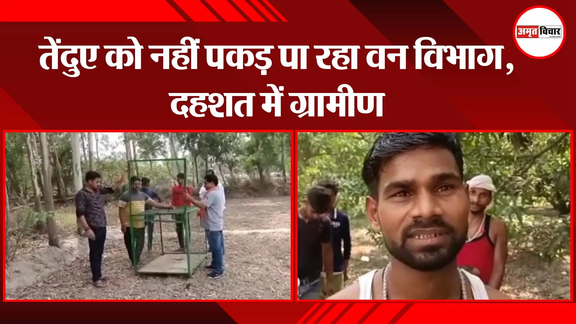 अयोध्या: तेंदुए को नहीं पकड़ पा रहा वन विभाग, दहशत में ग्रामीण
